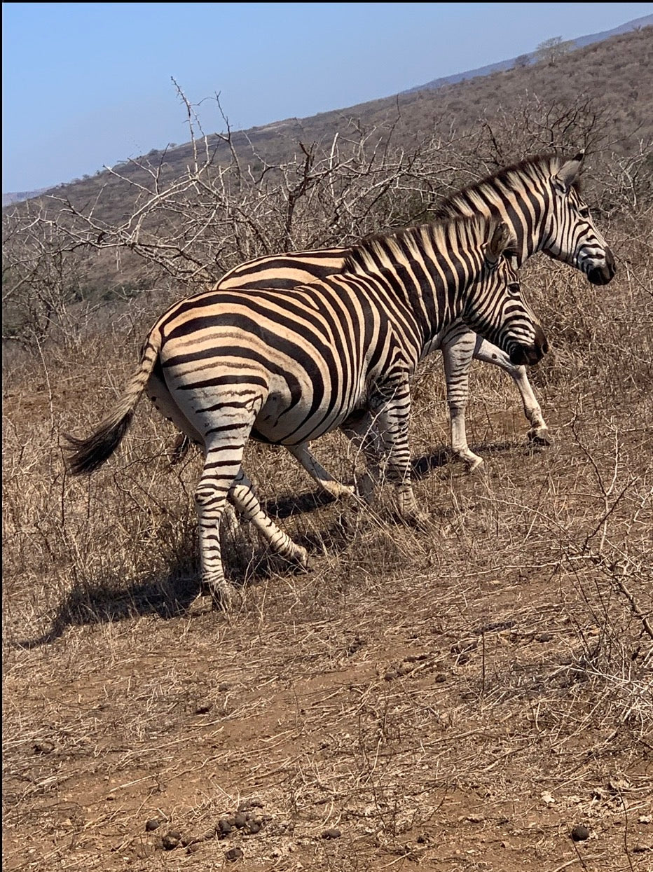 Zebra Pride in Silver