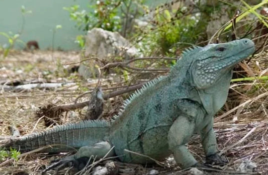 Madagascar Blue